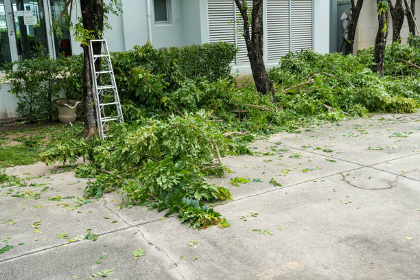 Bellevue, ID Tree Removal Company